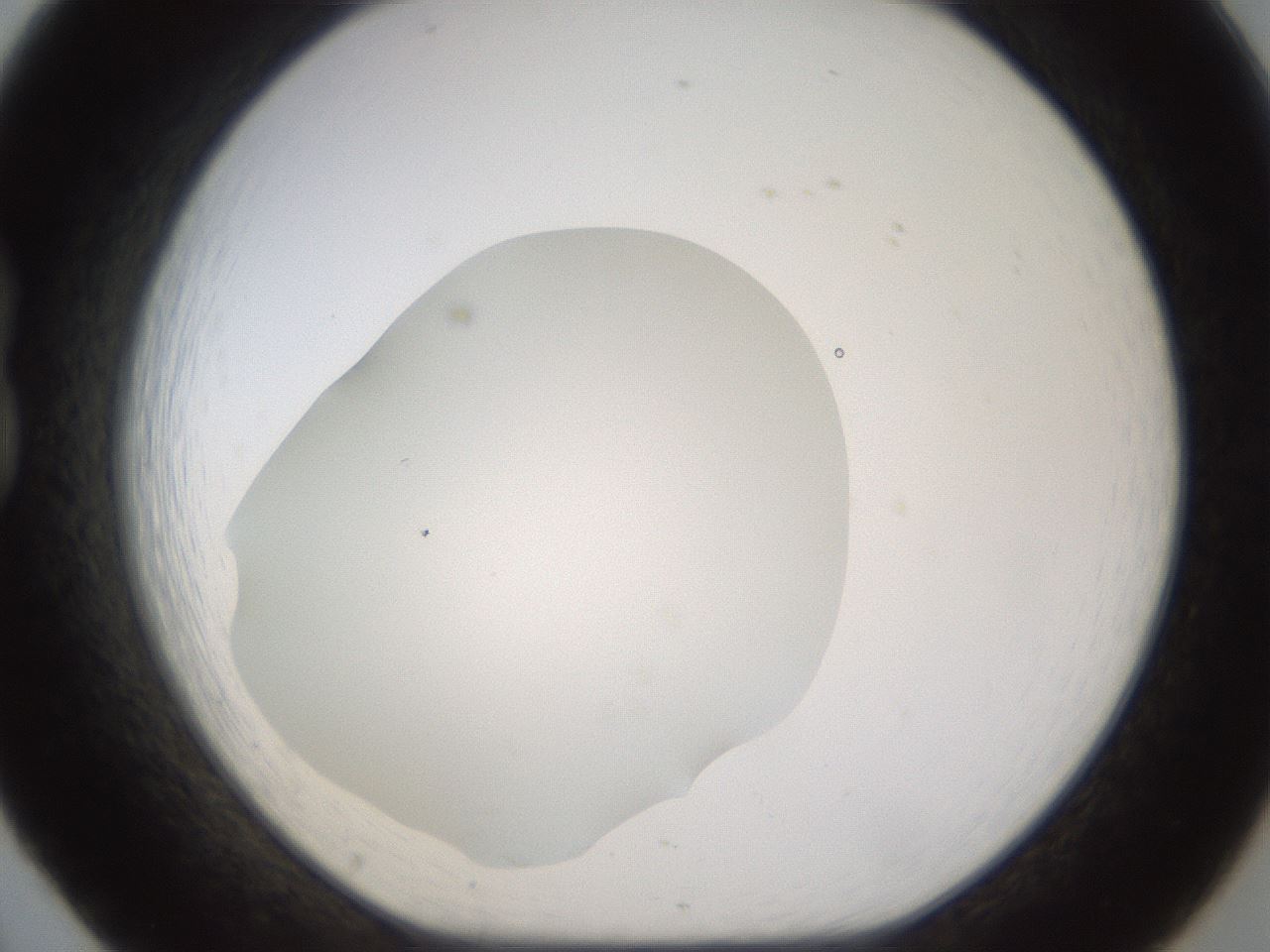 folderID461_plateID1461_batchID5591_wellNum20_profileID1_d1_r92560_ef.jpg