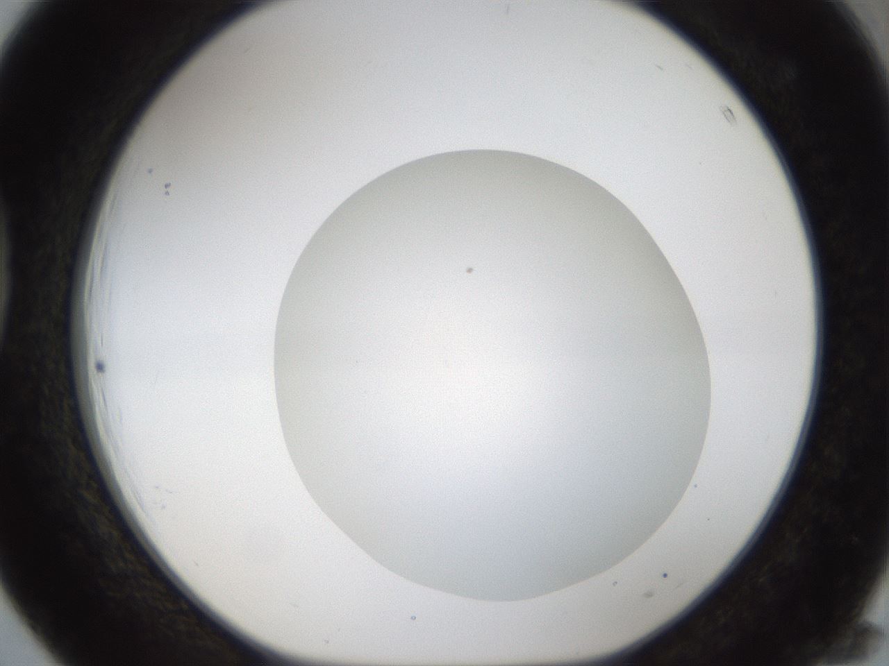 folderID46_plateID1046_batchID2119_wellNum39_profileID1_d1_r46766_ef.jpg