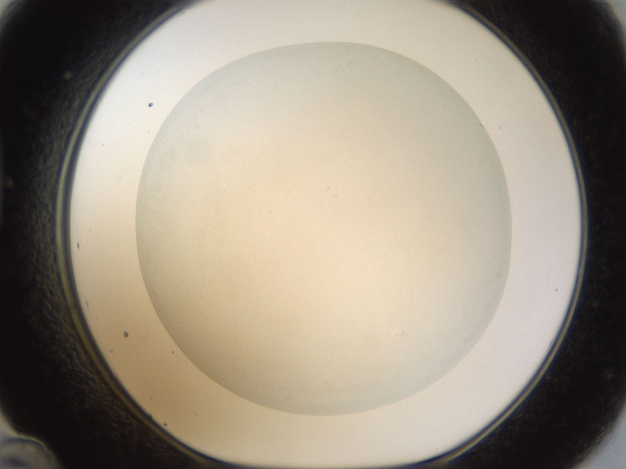 folderID46_plateID1046_batchID2119_wellNum48_profileID1_d1_r46775_ef.jpg