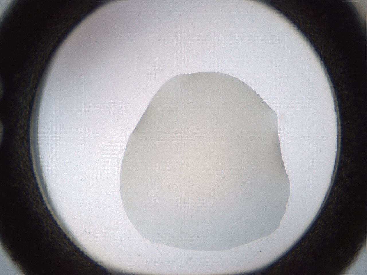 folderID461_plateID1461_batchID5591_wellNum26_profileID1_d1_r92566_ef.jpg