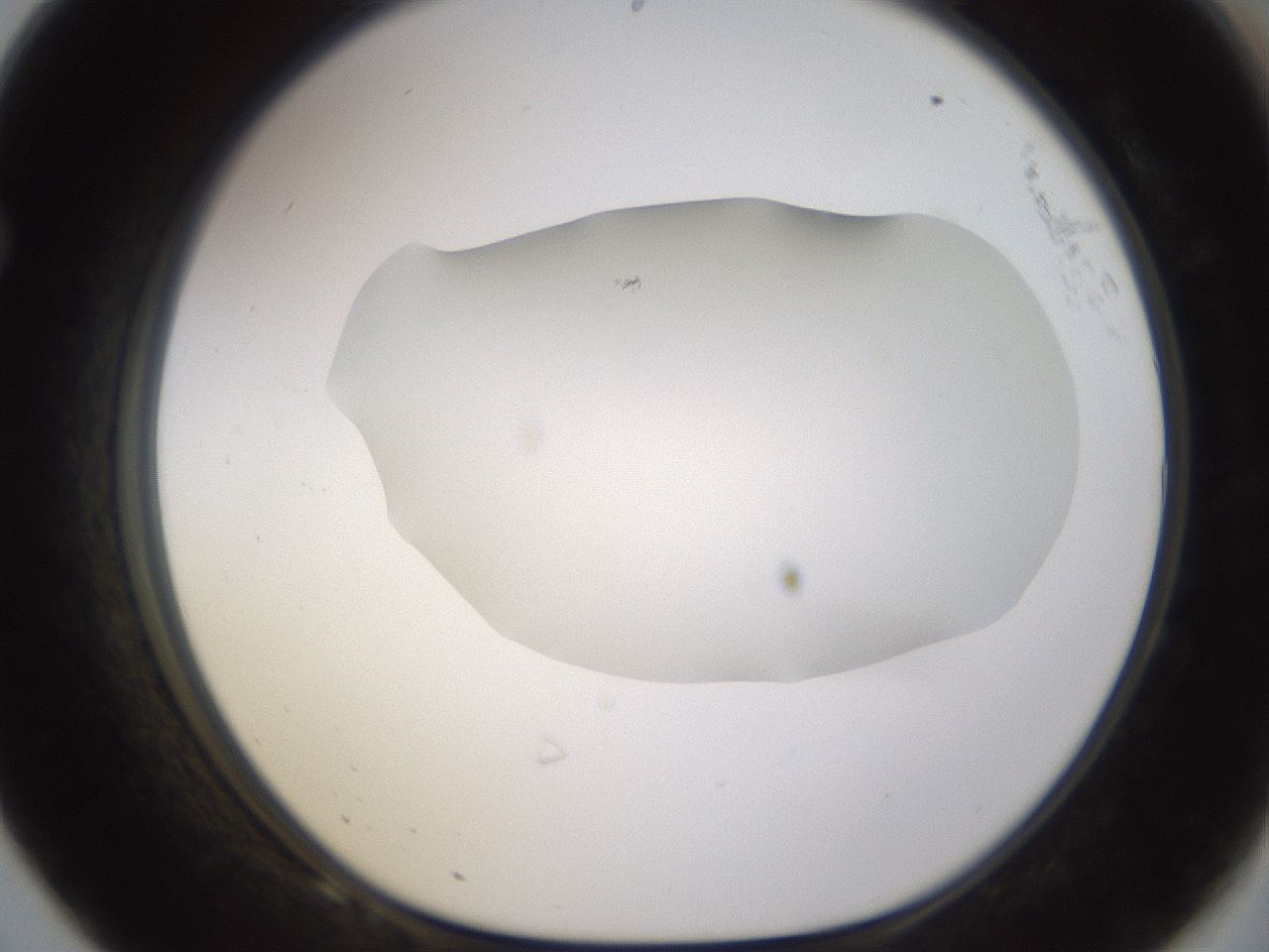 folderID461_plateID1461_batchID5591_wellNum68_profileID1_d1_r92608_ef.jpg