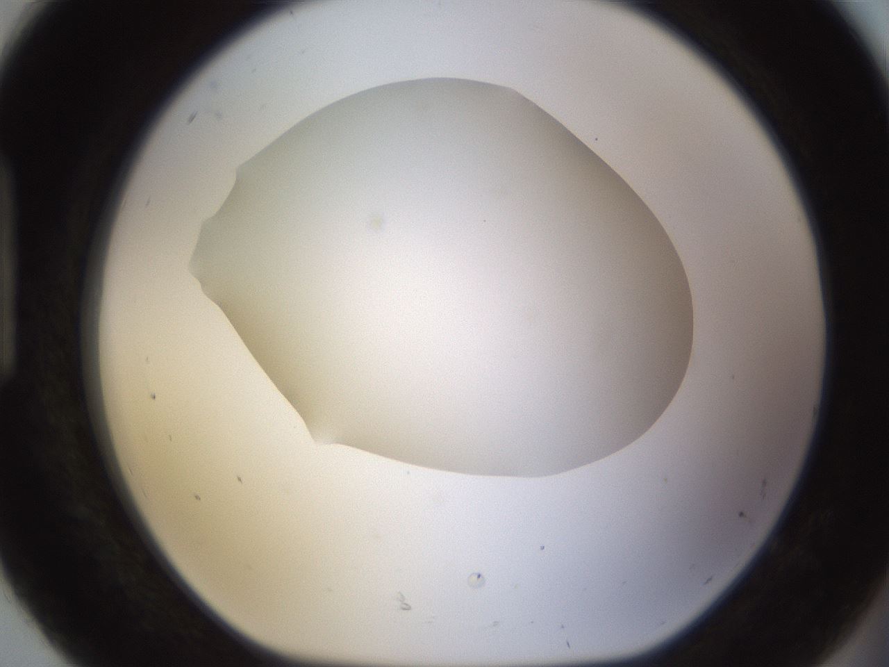 folderID461_plateID1461_batchID5591_wellNum92_profileID1_d1_r92632_ef.jpg