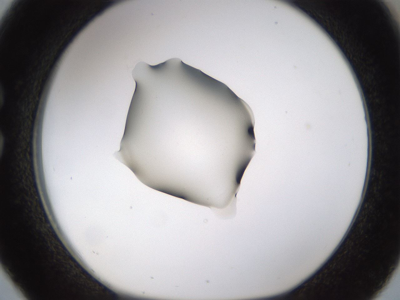 folderID462_plateID1462_batchID5592_wellNum26_profileID1_d1_r92662_ef.jpg