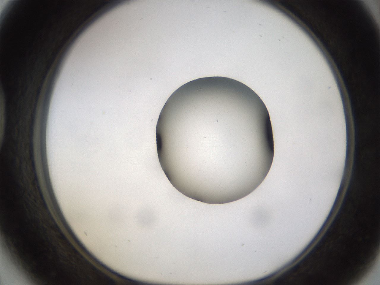 folderID462_plateID1462_batchID5592_wellNum41_profileID1_d1_r92677_ef.jpg