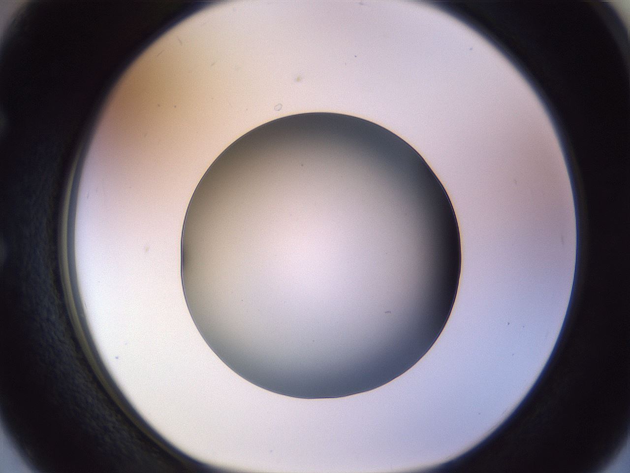 folderID470_plateID1470_batchID5583_wellNum50_profileID1_d1_r93063_ef.jpg