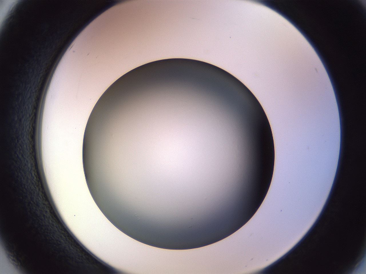 folderID470_plateID1470_batchID5583_wellNum50_profileID1_d2_r93064_ef.jpg