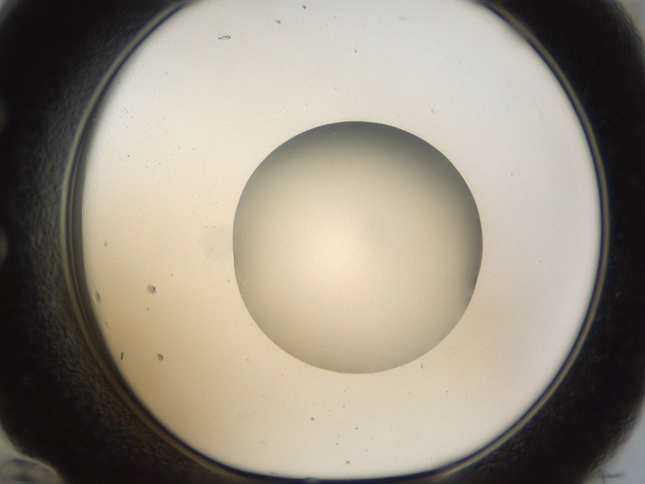 folderID47_plateID1047_batchID2123_wellNum60_profileID1_d1_r47171_ef.jpg