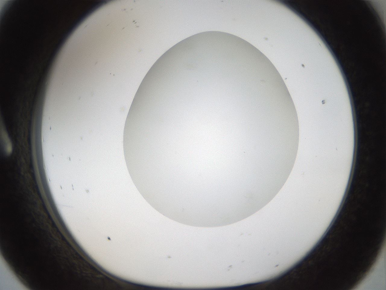 folderID47_plateID1047_batchID2123_wellNum8_profileID1_d1_r47119_ef.jpg