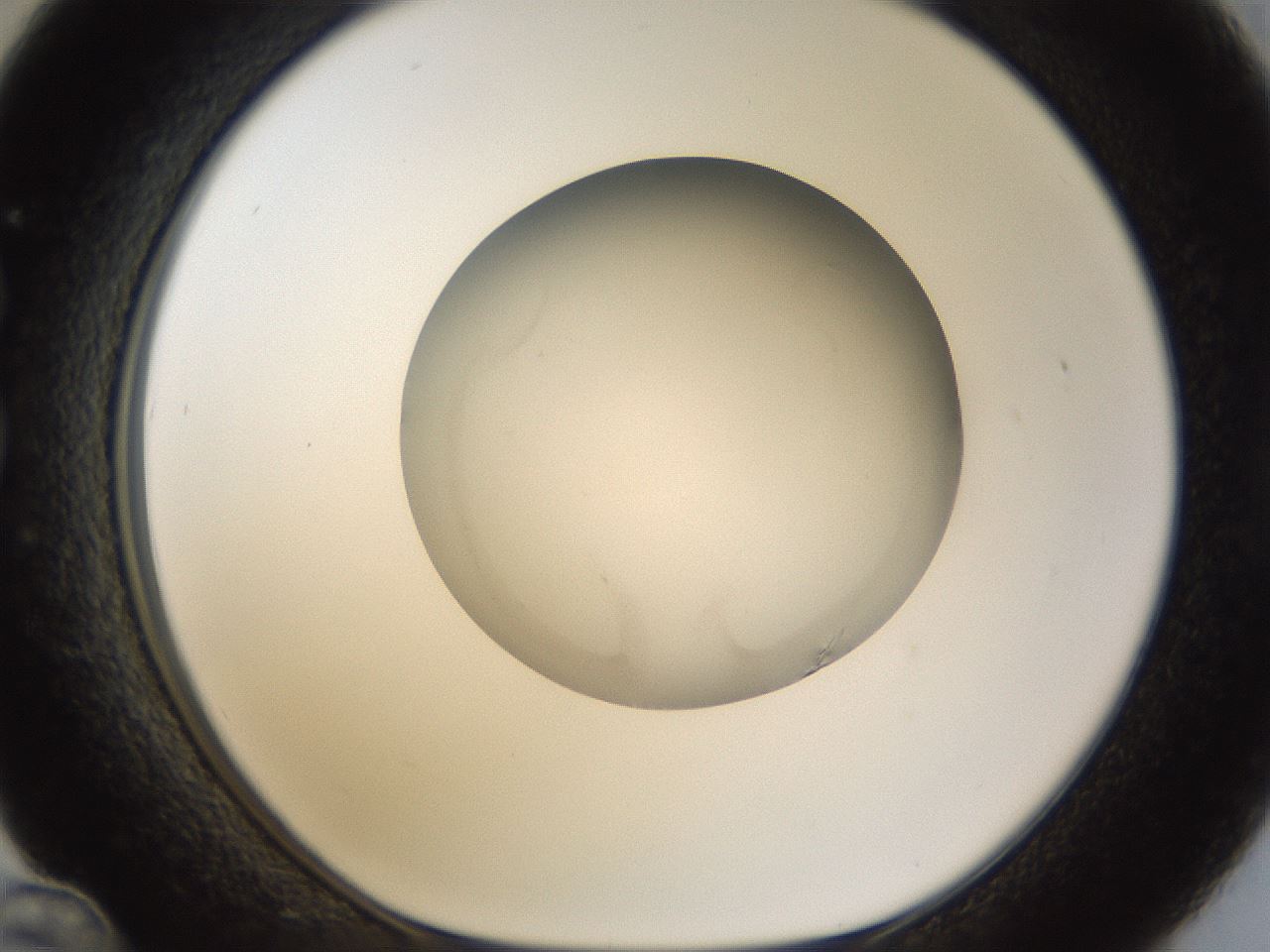folderID47_plateID1047_batchID2123_wellNum36_profileID1_d1_r47147_ef.jpg