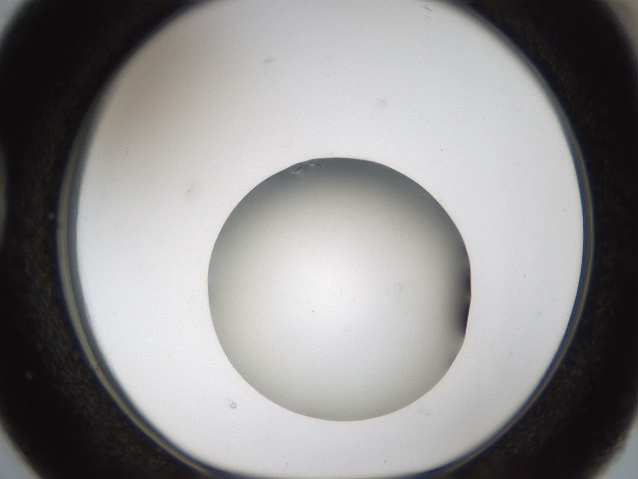 folderID47_plateID1047_batchID2123_wellNum38_profileID1_d1_r47149_ef.jpg