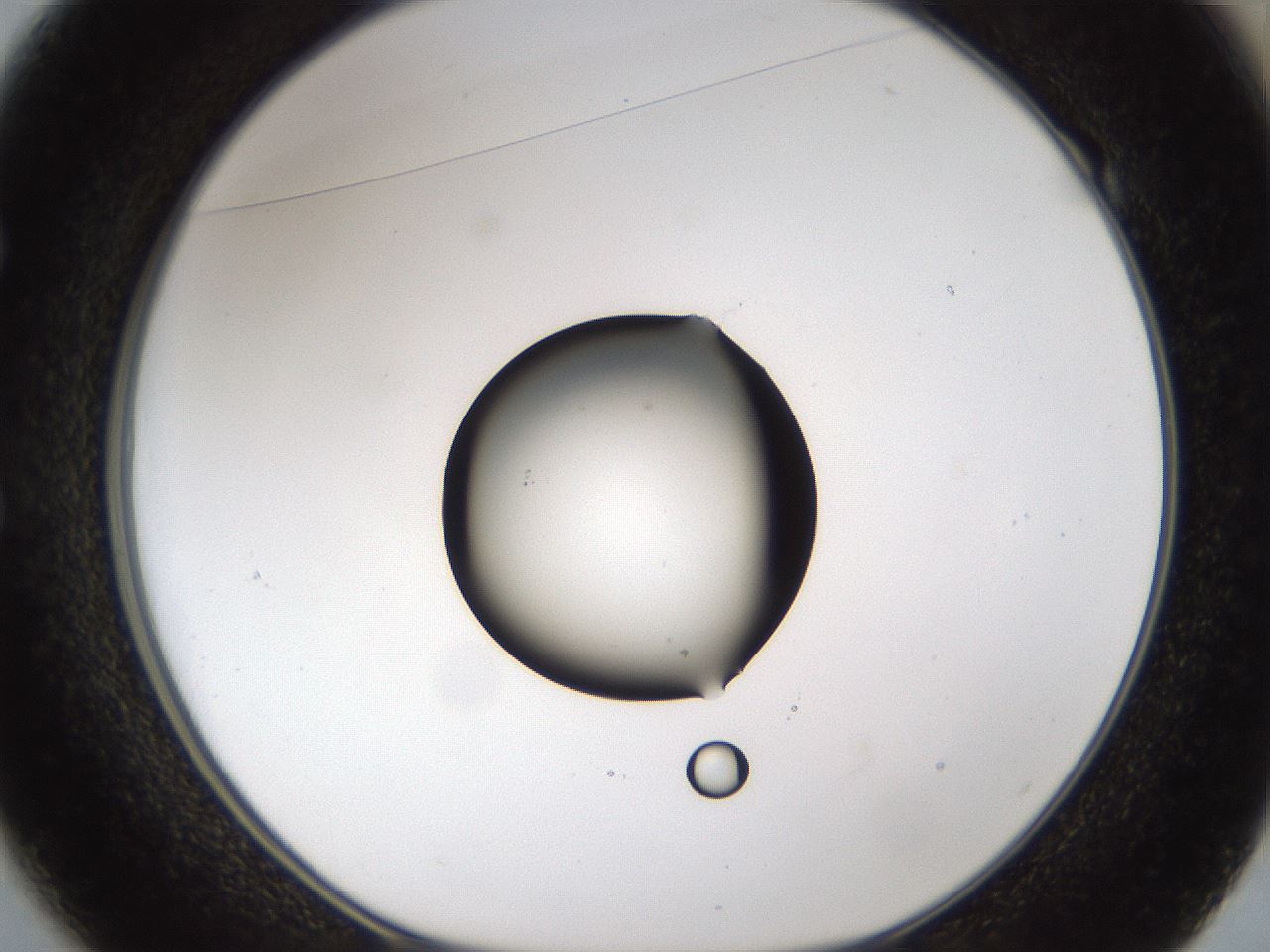 folderID47_plateID1047_batchID2123_wellNum49_profileID1_d1_r47160_ef.jpg