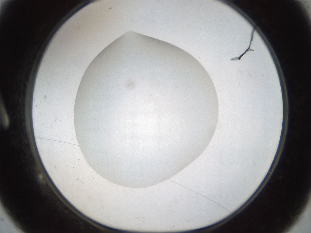 folderID47_plateID1047_batchID2123_wellNum9_profileID1_d1_r47120_ef.jpg