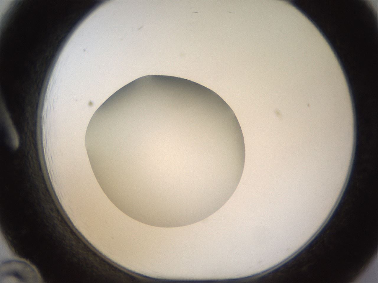 folderID480_plateID1480_batchID5744_wellNum12_profileID1_d1_r93667_ef.jpg