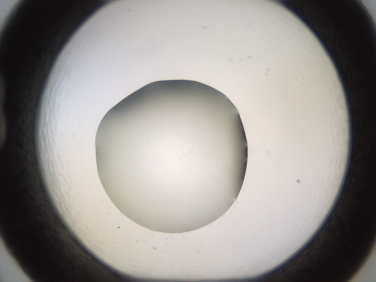 folderID480_plateID1480_batchID5744_wellNum20_profileID1_d1_r93675_ef.jpg