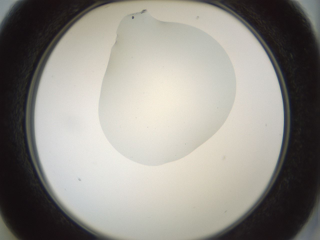 folderID430_plateID1430_batchID5437_wellNum13_profileID1_d2_r89522_ef.jpg