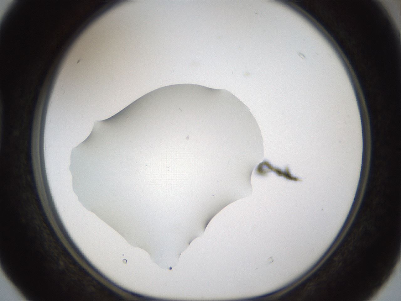 folderID48_plateID1048_batchID2120_wellNum40_profileID1_d1_r46863_ef.jpg