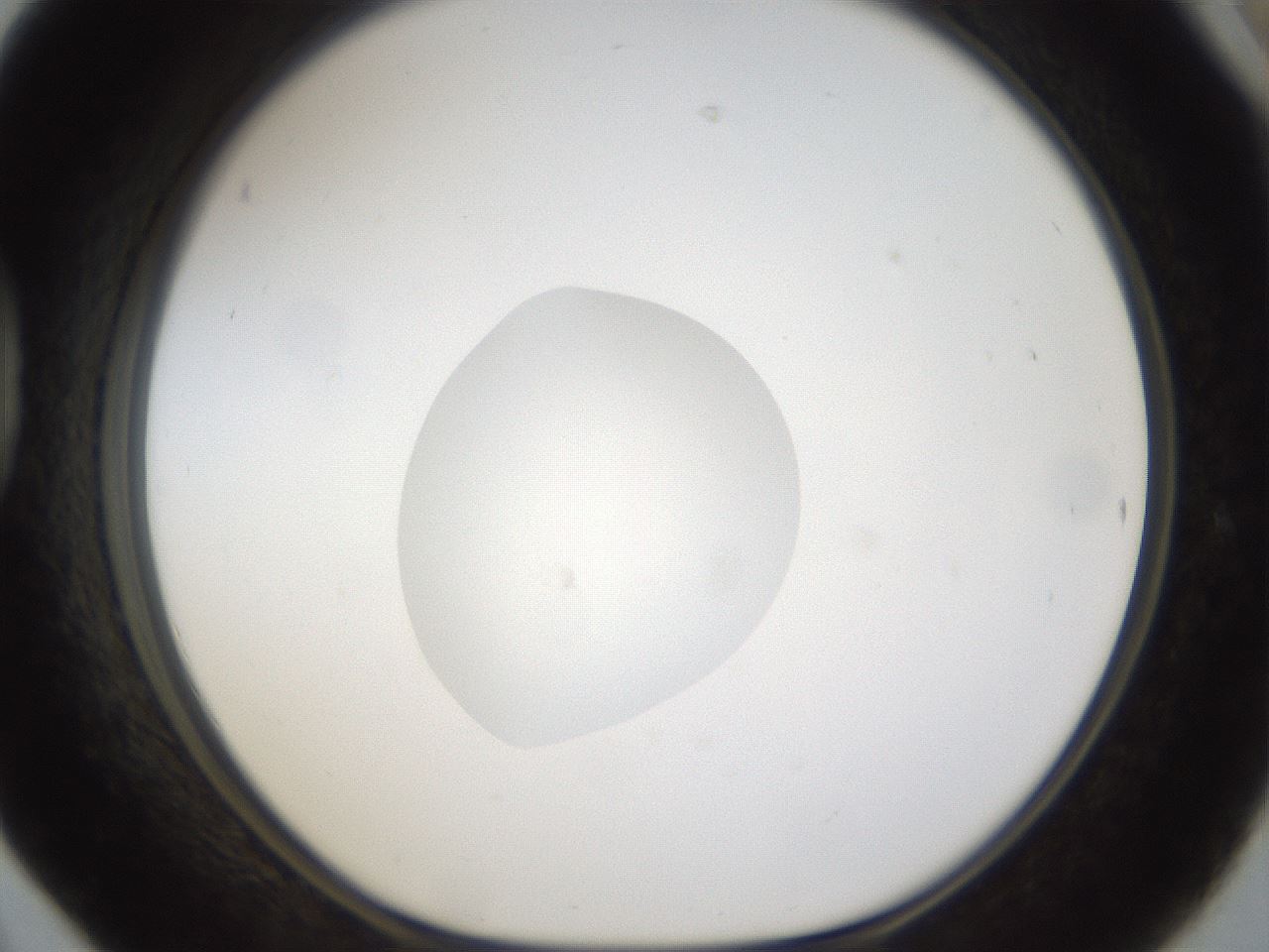 folderID48_plateID1048_batchID2120_wellNum42_profileID1_d1_r46865_ef.jpg