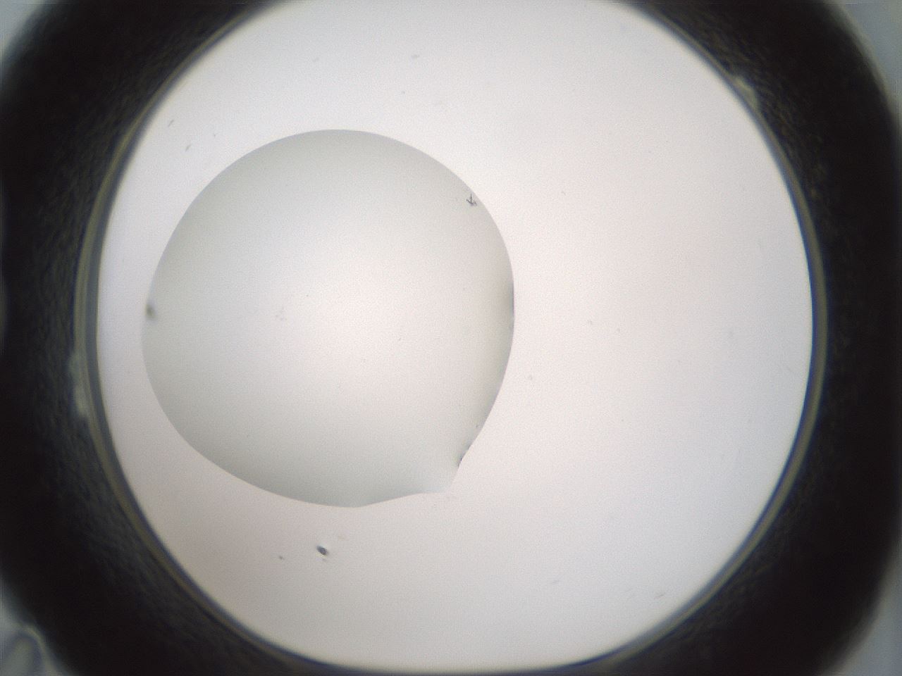 folderID430_plateID1430_batchID5437_wellNum23_profileID1_d1_r89541_ef.jpg