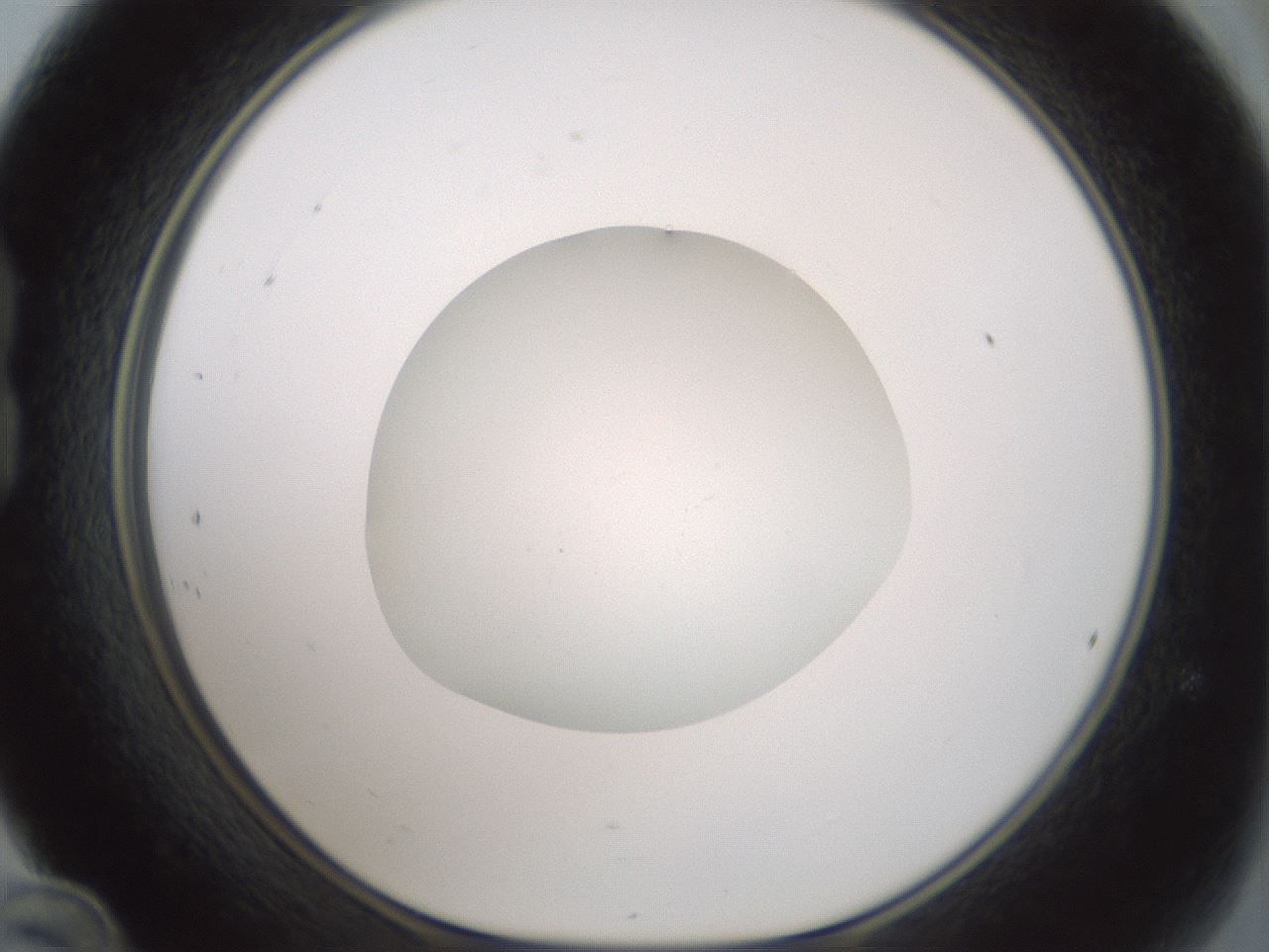 folderID430_plateID1430_batchID5437_wellNum24_profileID1_d1_r89543_ef.jpg