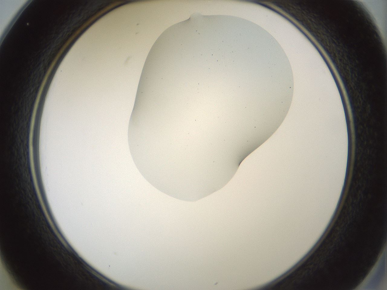 folderID430_plateID1430_batchID5437_wellNum25_profileID1_d2_r89546_ef.jpg
