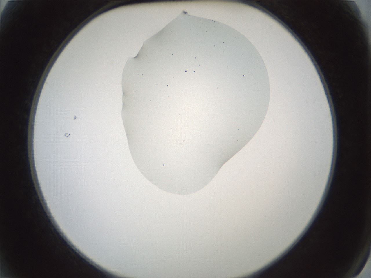 folderID430_plateID1430_batchID5437_wellNum2_profileID1_d2_r89500_ef.jpg