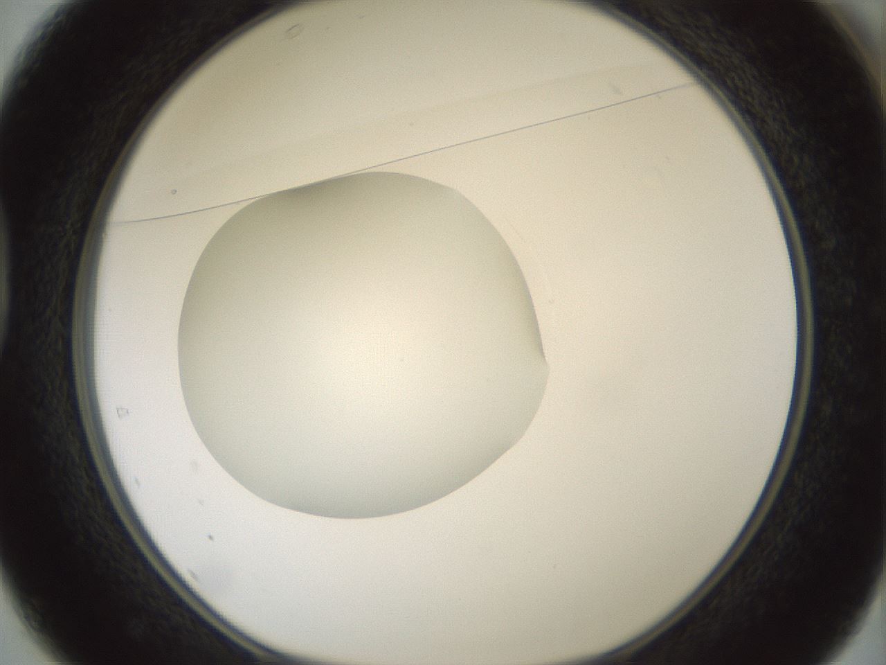 folderID430_plateID1430_batchID5437_wellNum37_profileID1_d1_r89569_ef.jpg