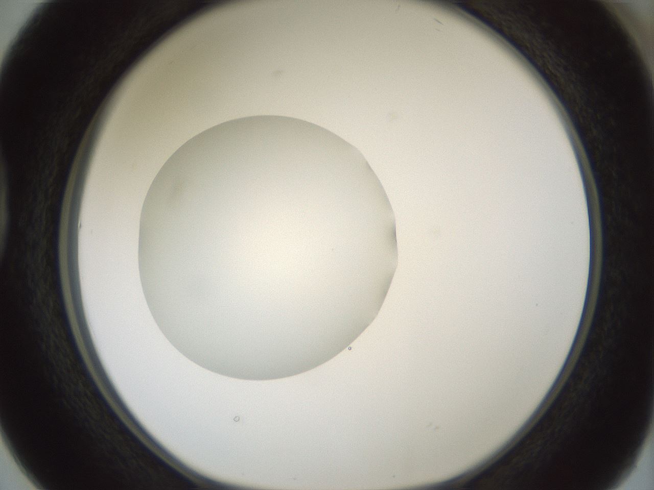 folderID430_plateID1430_batchID5437_wellNum38_profileID1_d1_r89571_ef.jpg