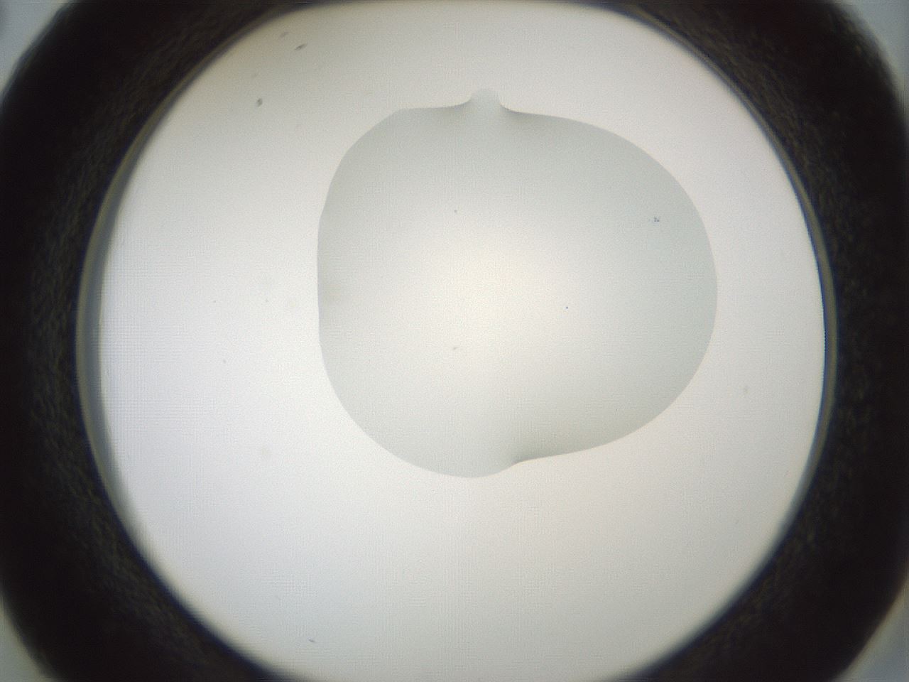 folderID430_plateID1430_batchID5437_wellNum38_profileID1_d2_r89572_ef.jpg