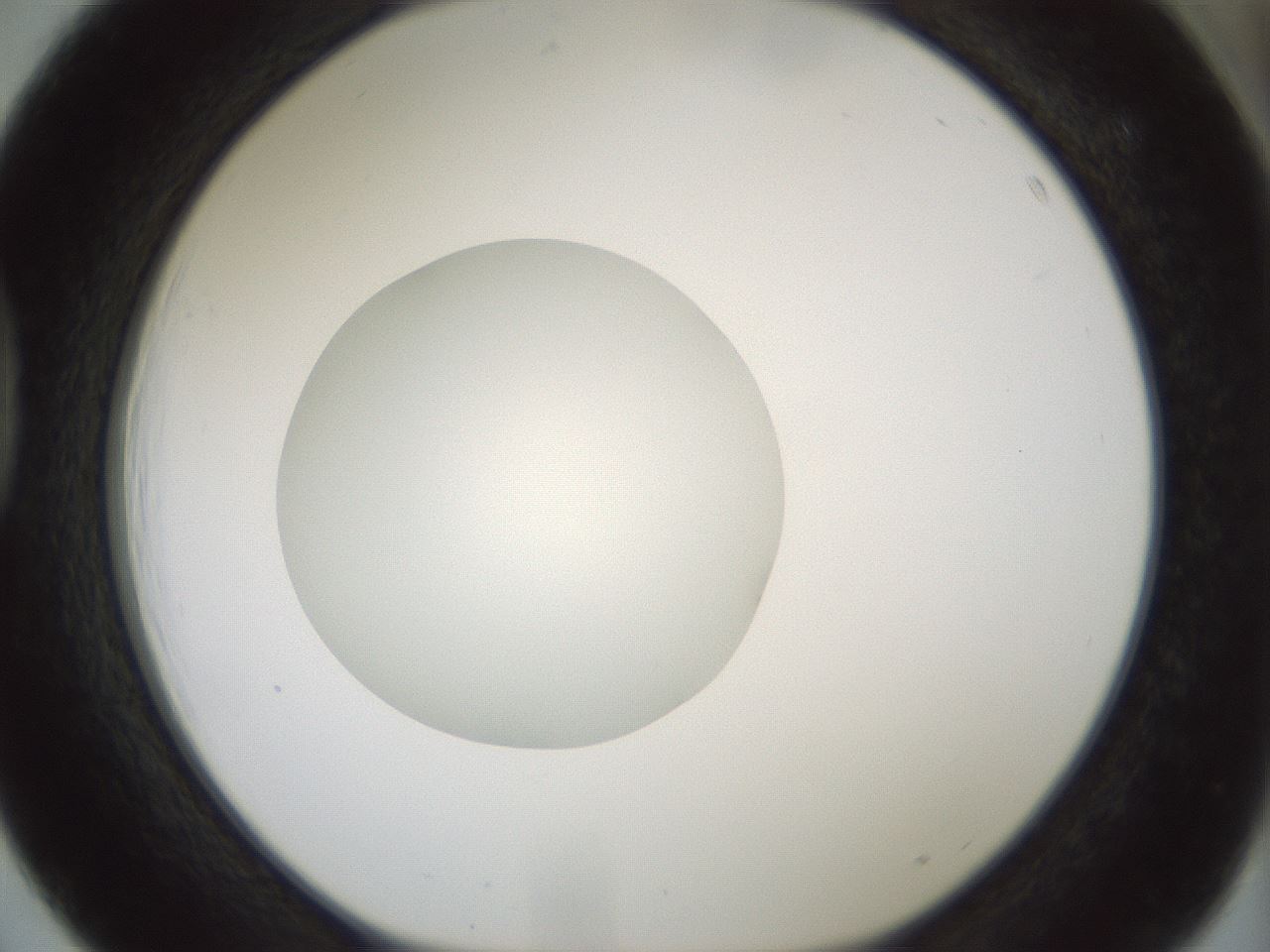 folderID430_plateID1430_batchID5437_wellNum39_profileID1_d1_r89573_ef.jpg