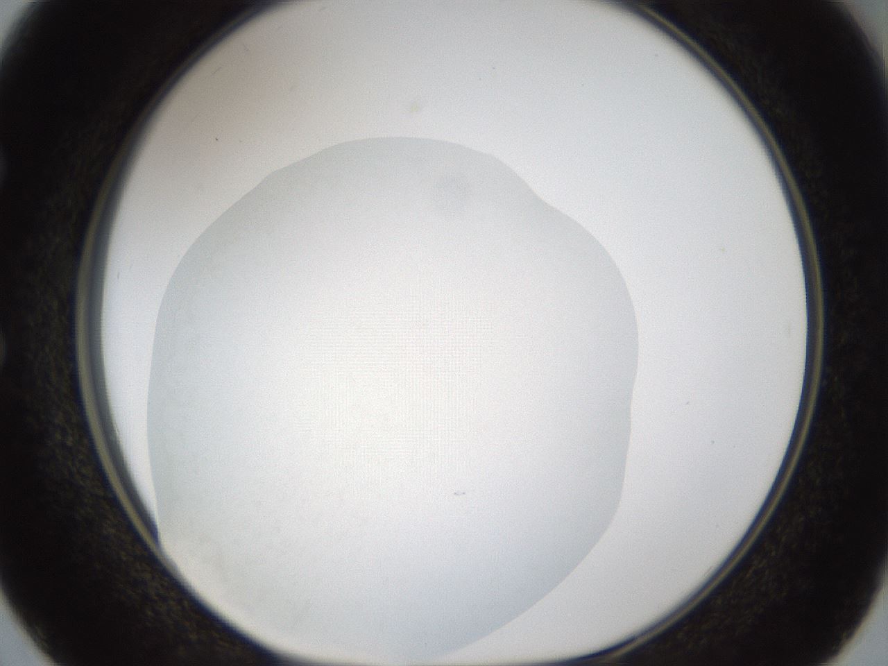 folderID48_plateID1048_batchID2120_wellNum50_profileID1_d1_r46873_ef.jpg