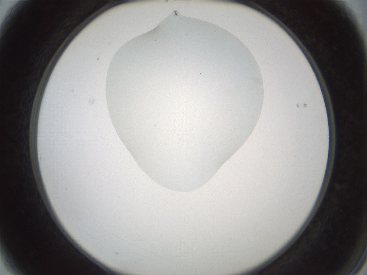 folderID430_plateID1430_batchID5437_wellNum3_profileID1_d2_r89502_ef.jpg