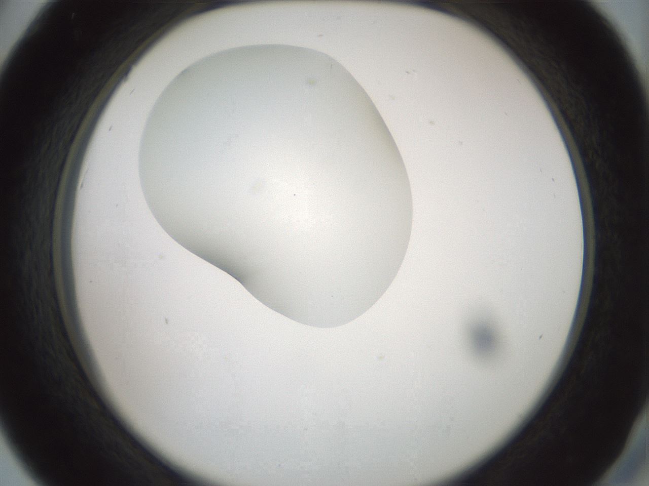 folderID430_plateID1430_batchID5437_wellNum42_profileID1_d2_r89580_ef.jpg