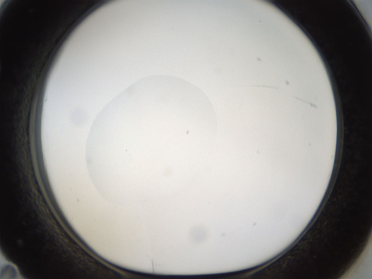 folderID48_plateID1048_batchID2120_wellNum71_profileID1_d1_r46894_ef.jpg