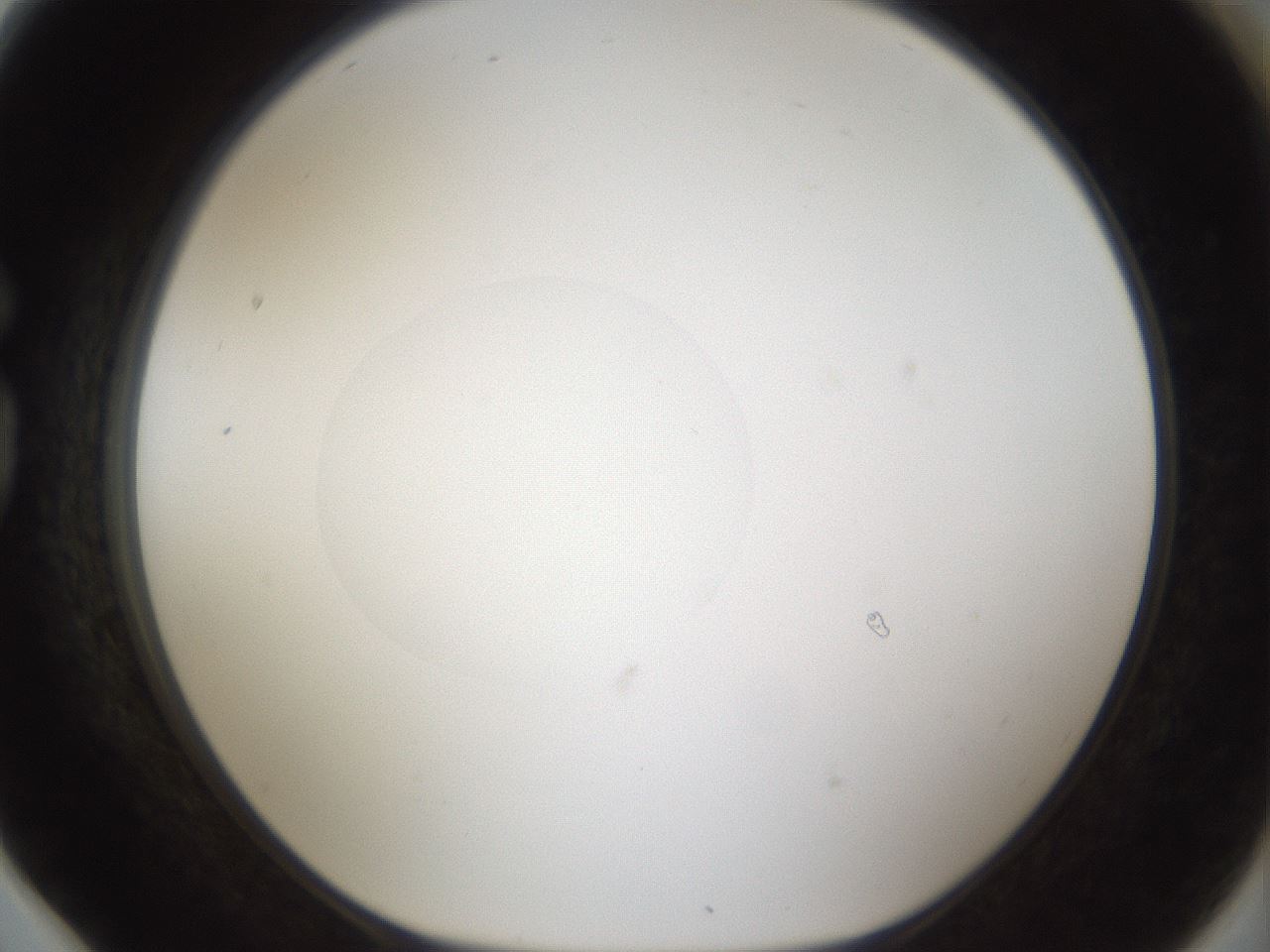 folderID48_plateID1048_batchID2120_wellNum78_profileID1_d1_r46901_ef.jpg