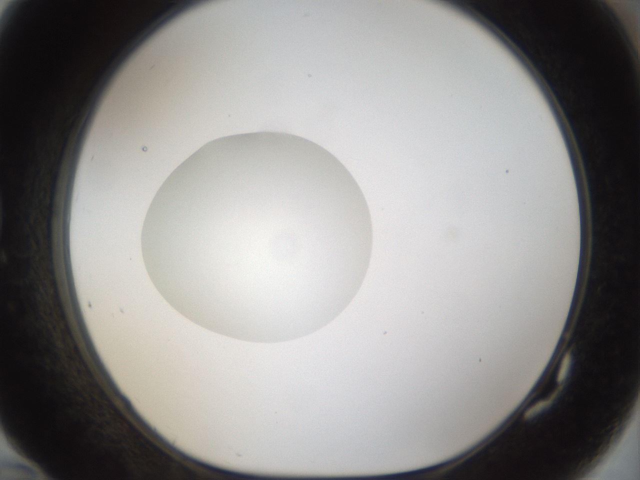 folderID48_plateID1048_batchID2120_wellNum82_profileID1_d1_r46905_ef.jpg