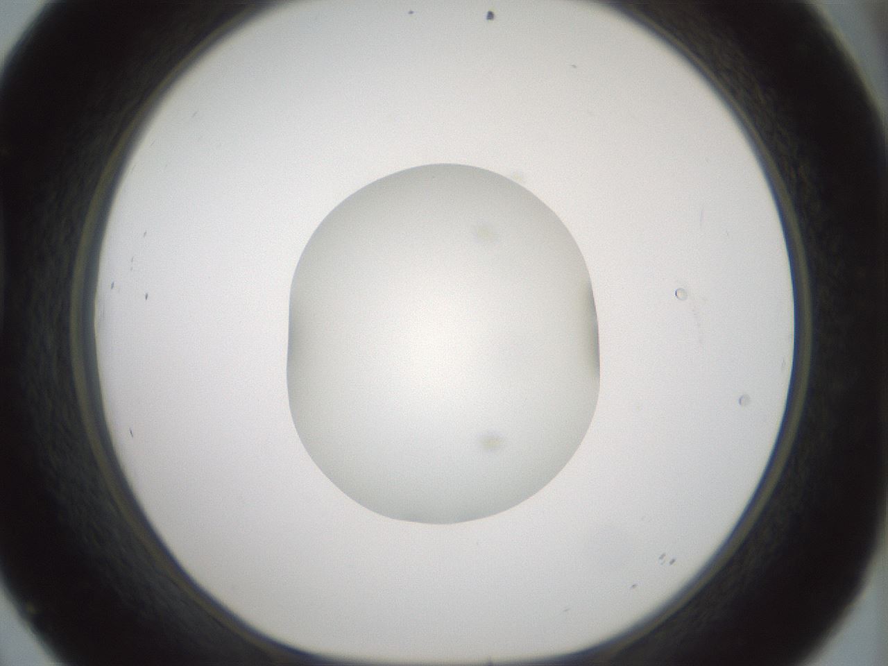 folderID430_plateID1430_batchID5437_wellNum45_profileID1_d1_r89585_ef.jpg