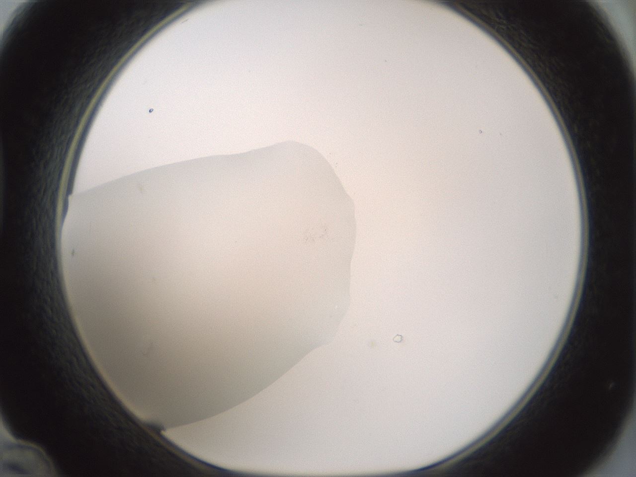 folderID430_plateID1430_batchID5437_wellNum48_profileID1_d1_r89591_ef.jpg