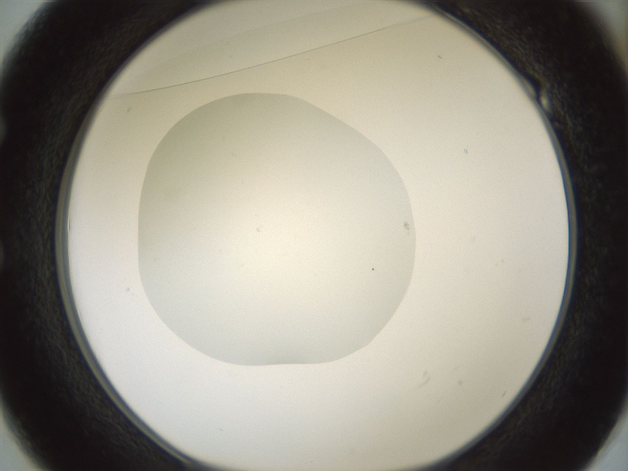 folderID430_plateID1430_batchID5437_wellNum49_profileID1_d1_r89593_ef.jpg