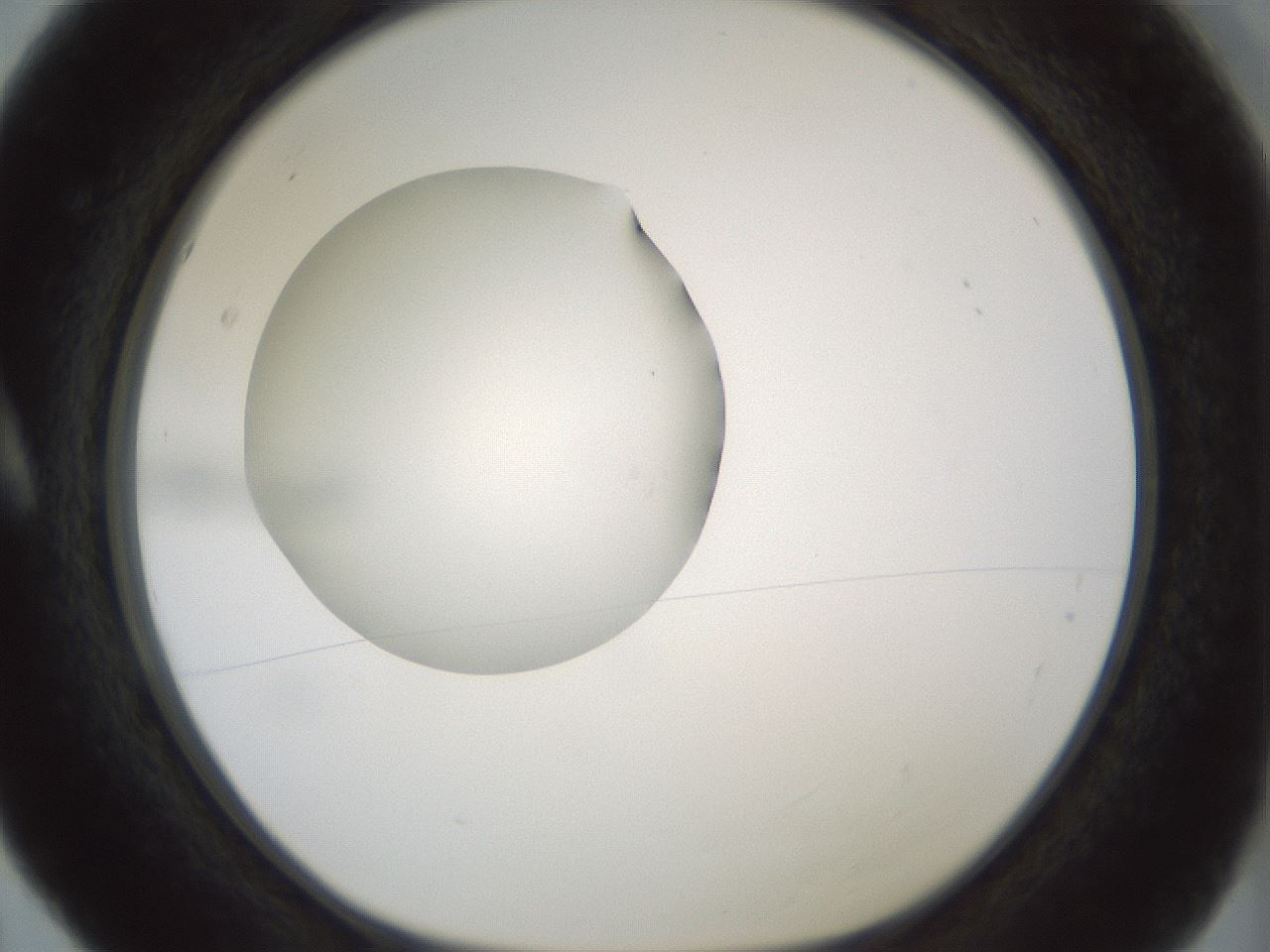 folderID430_plateID1430_batchID5437_wellNum5_profileID1_d1_r89505_ef.jpg