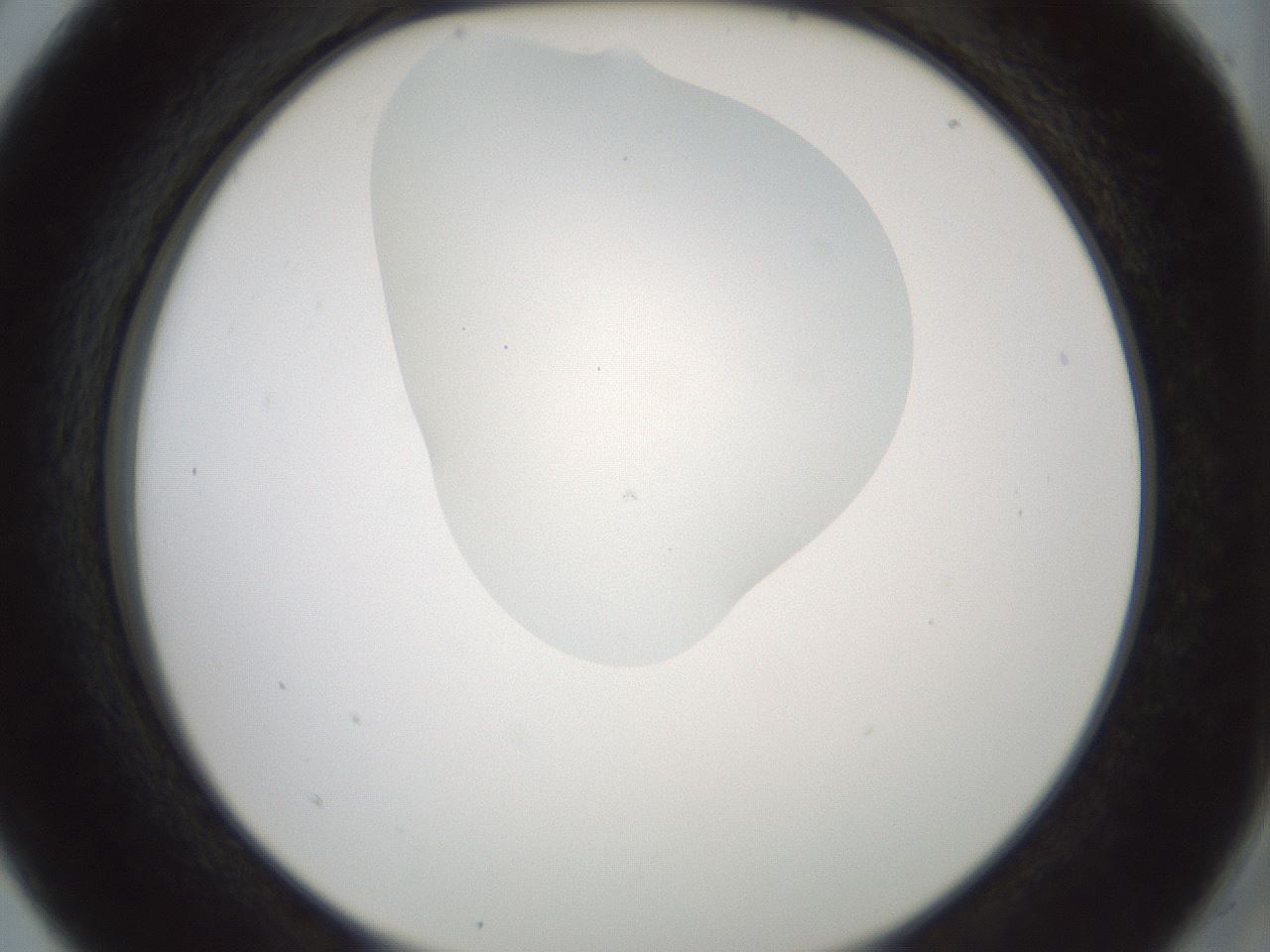 folderID430_plateID1430_batchID5437_wellNum5_profileID1_d2_r89506_ef.jpg