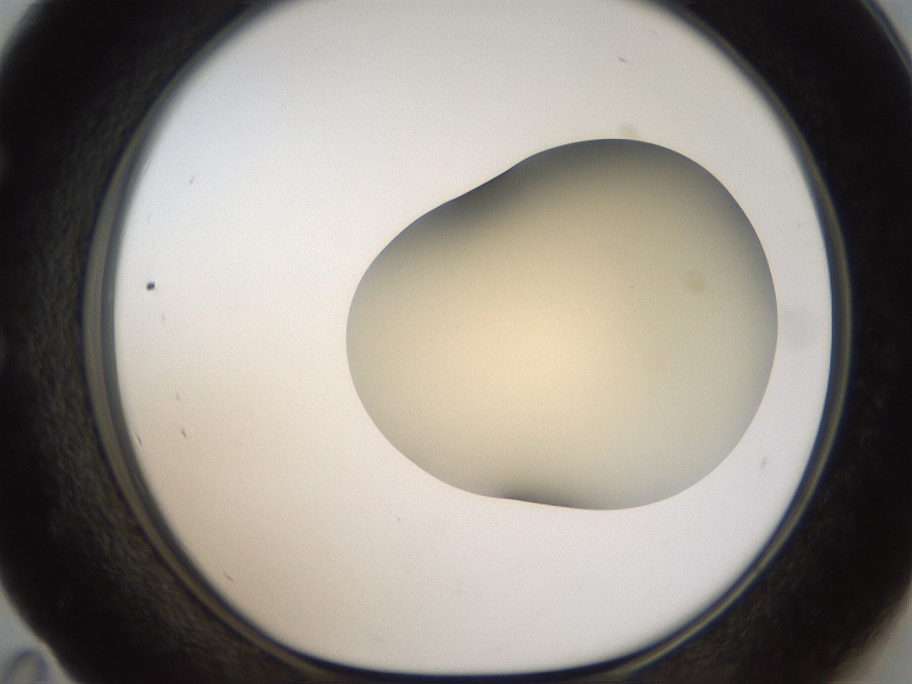 folderID51_plateID2051_batchID9021_wellNum59_profileID1_d1_r138347_ef.jpg