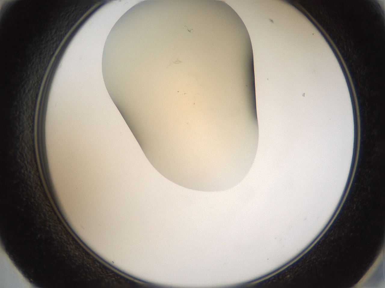 folderID51_plateID2051_batchID9021_wellNum59_profileID1_d2_r138348_ef.jpg