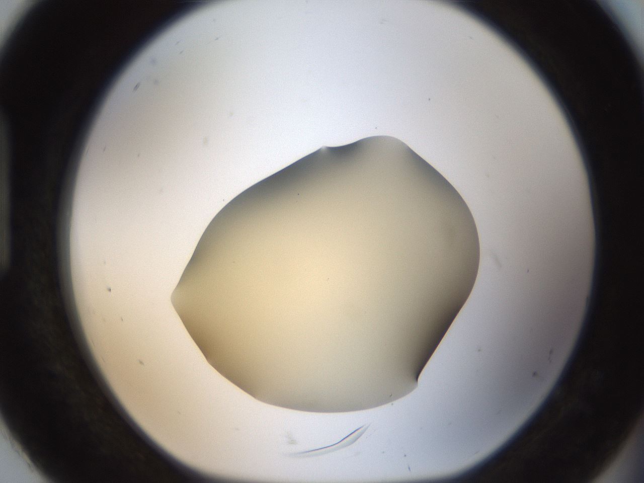 folderID51_plateID2051_batchID9021_wellNum92_profileID1_d1_r138413_ef.jpg