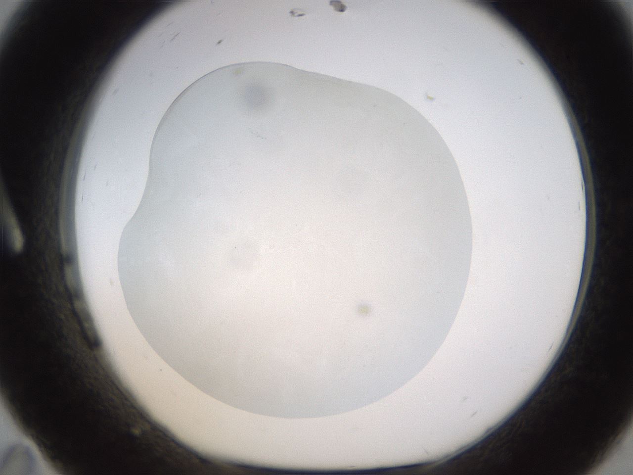folderID520_plateID1520_batchID5989_wellNum11_profileID1_d1_r97381_ef.jpg