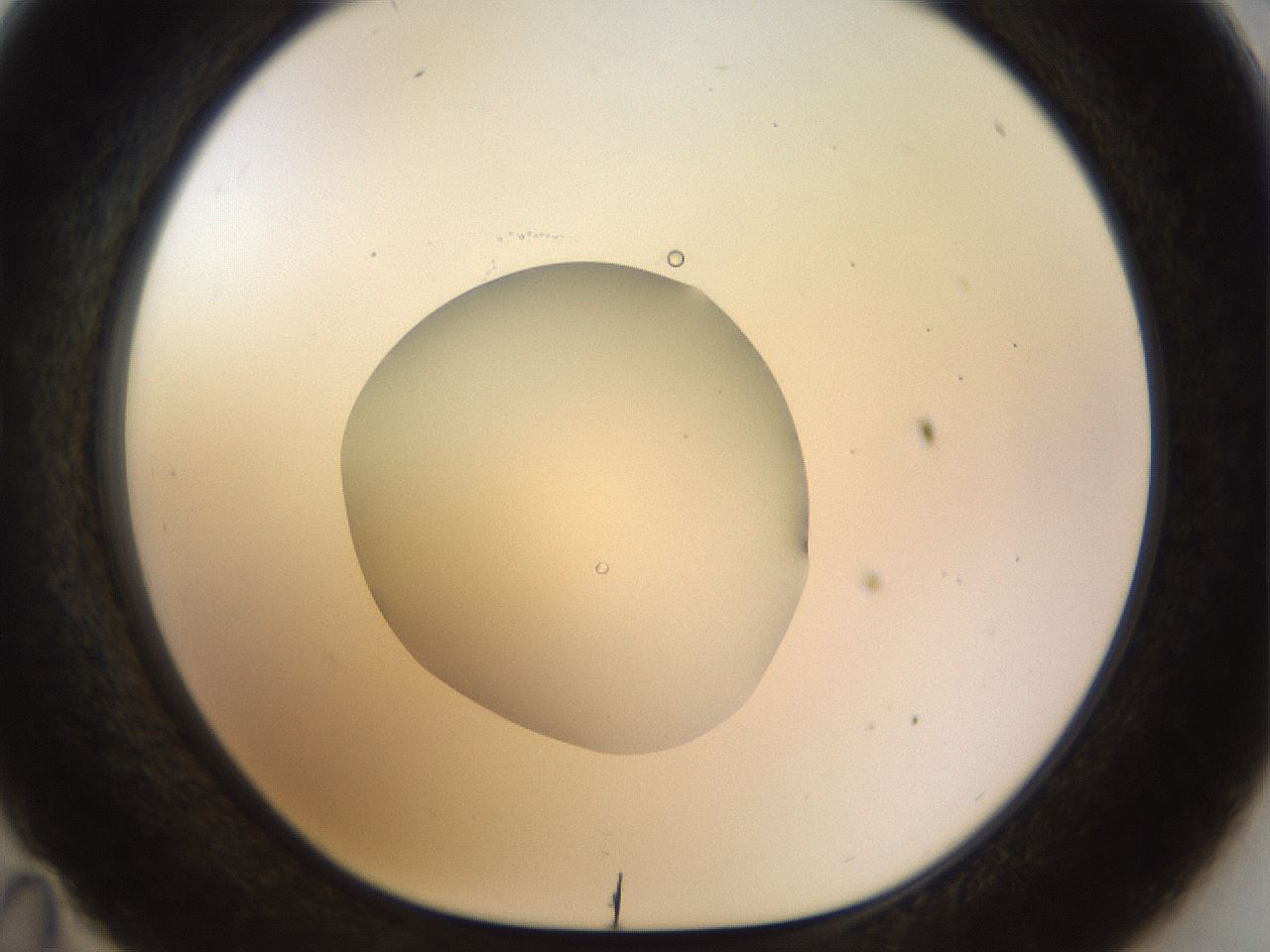 folderID492_plateID1492_batchID5857_wellNum35_profileID1_d1_r94554_ef.jpg