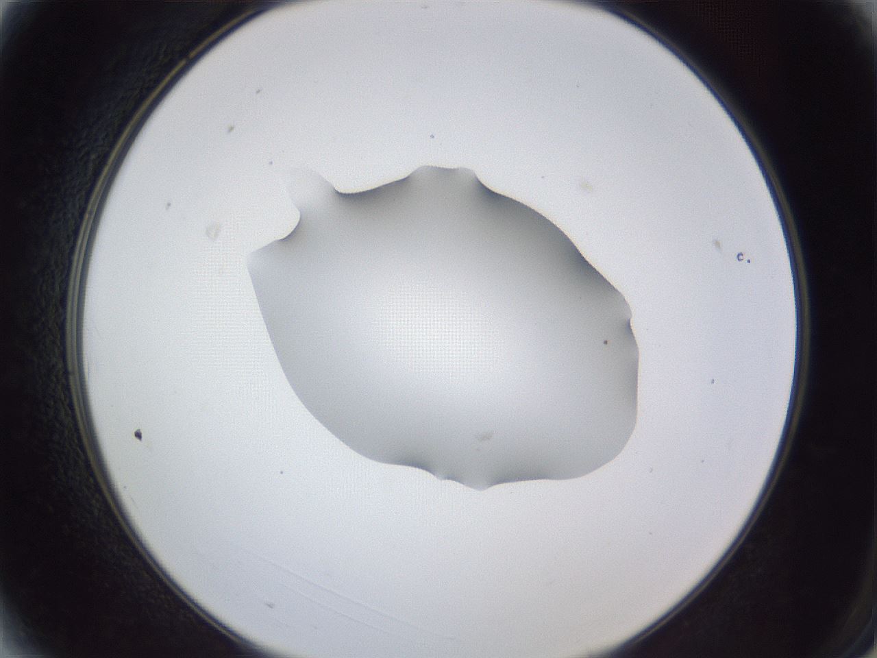 folderID52_plateID1052_batchID2254_wellNum3_profileID1_d2_r47510_ef.jpg