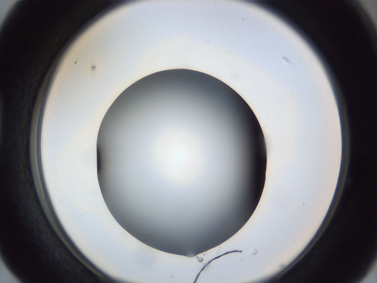 folderID52_plateID1052_batchID2254_wellNum40_profileID1_d1_r47583_ef.jpg