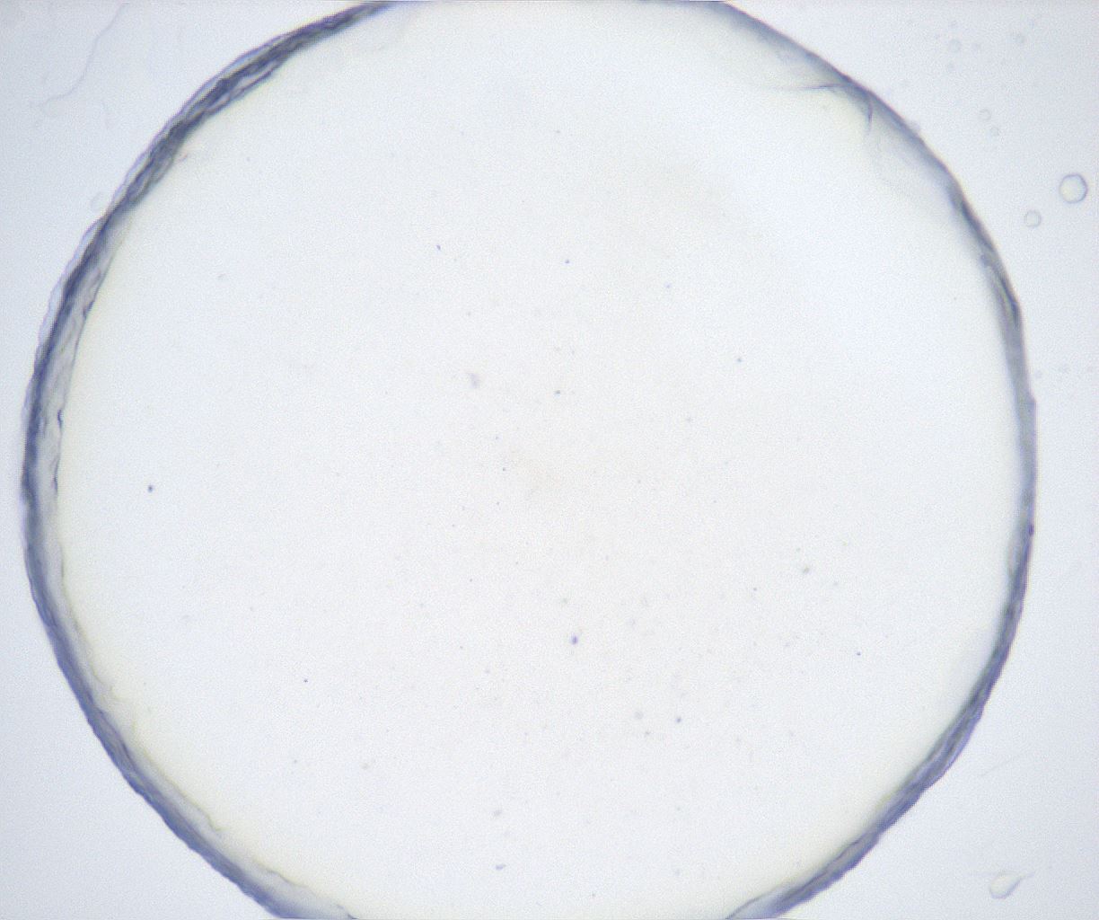 folderID430_plateID2430_batchID11765_wellNum30_profileID1_d1_r181242_ef.jpg