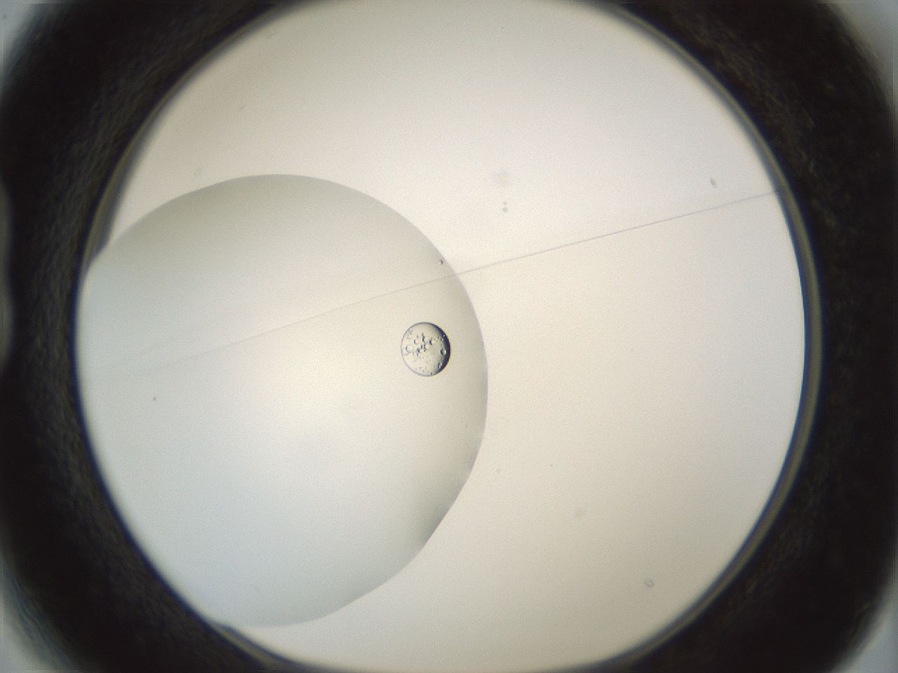 folderID431_plateID1431_batchID5431_wellNum13_profileID1_d1_r87793_ef.jpg