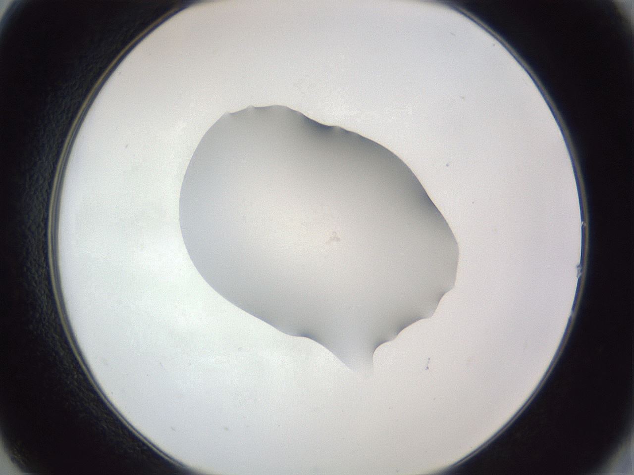 folderID52_plateID1052_batchID2254_wellNum14_profileID1_d2_r47532_ef.jpg